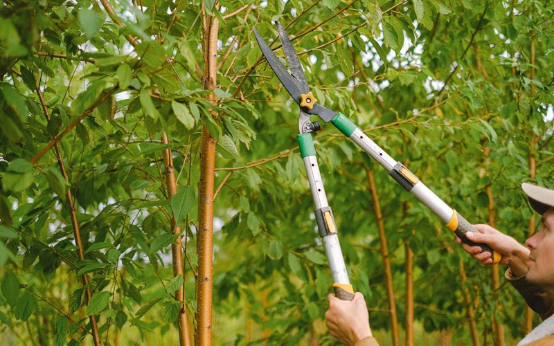 Tree trimming in Aurora, WV